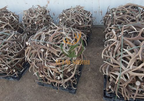 Gạc Hươu Maral Nga