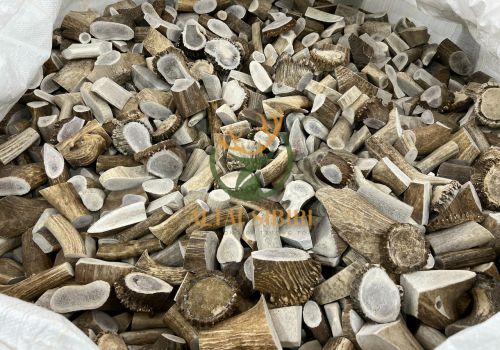 Sừng Hươu Cắt Khúc 