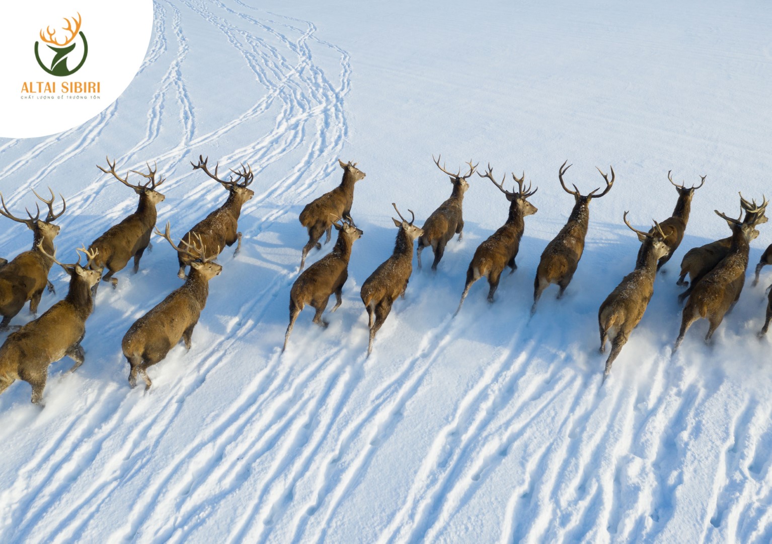 Cao Ban Long  (Hộp 100gr)