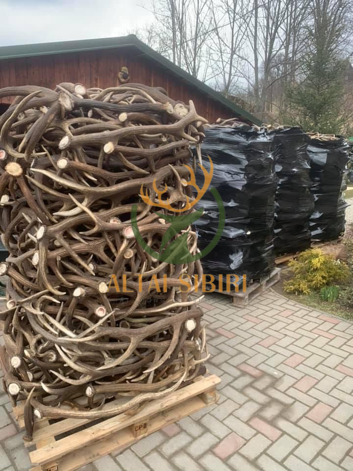 Gạc Hươu Maral Nga