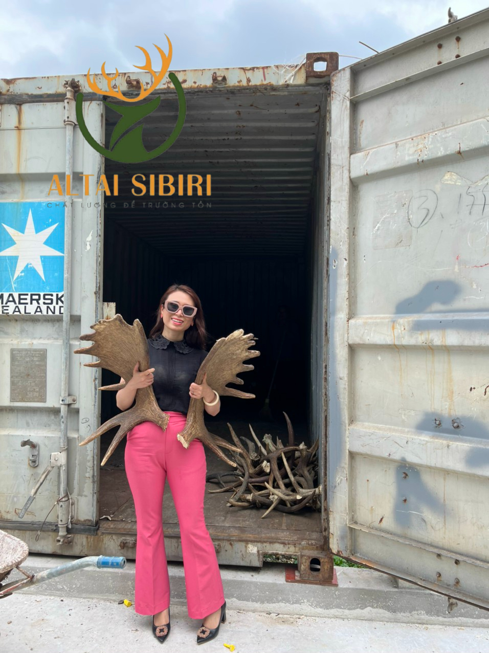 Gạc Nai Sừng Tấm 